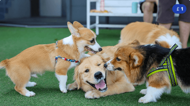 Day Care (Half Day)